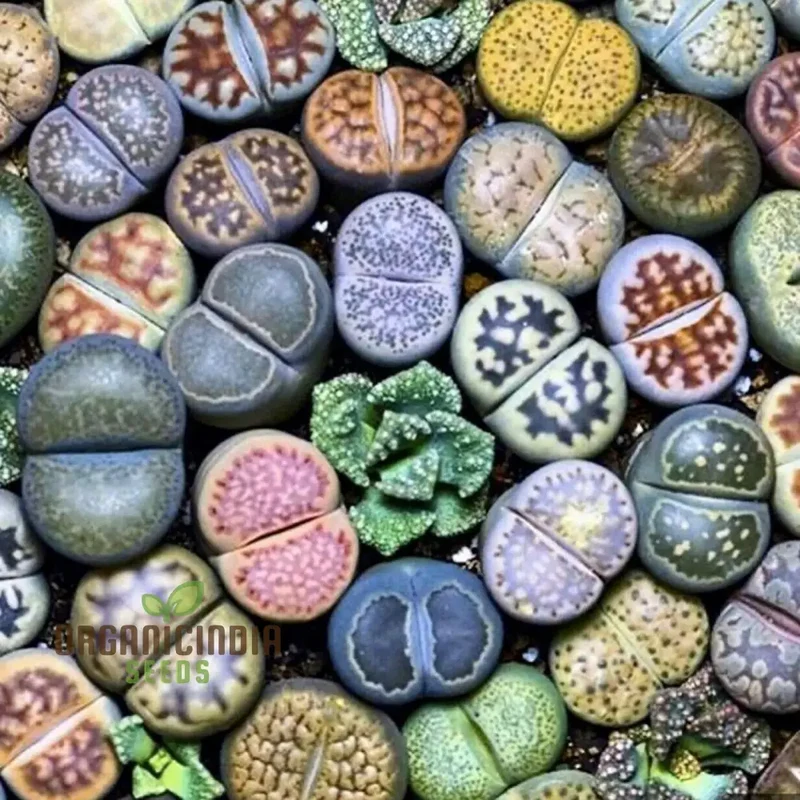 Seeds Plant for Garden Decoration, Lithops Rare Living Stones Succulent Plant Garden Bonsai Balcony DÃ©cor - Succulent Seeds (100Pcs)