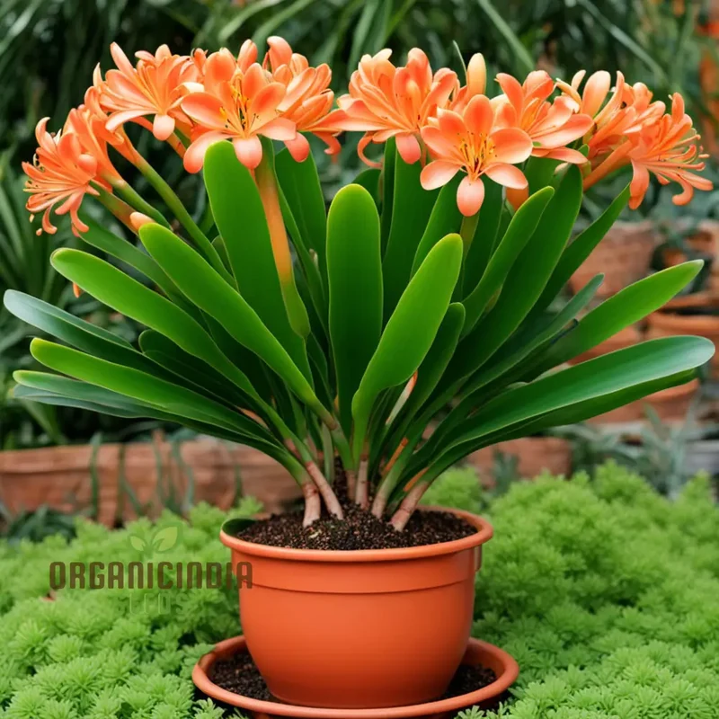Clivia flower Seeds, Evergreen Perennial Fragrant Cut Flowers, Exotic and Vibrant Blooms for Elegant Gardens