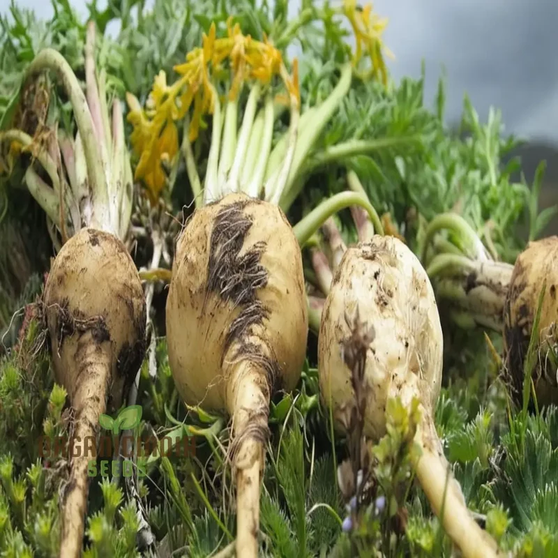 Potent Peruvian Ginseng, Cultivate Vitality with Black Maca Herb Seeds for Planting