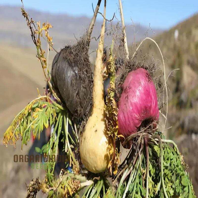 Potent Peruvian Ginseng, Cultivate Vitality with Black Maca Herb Seeds for Planting