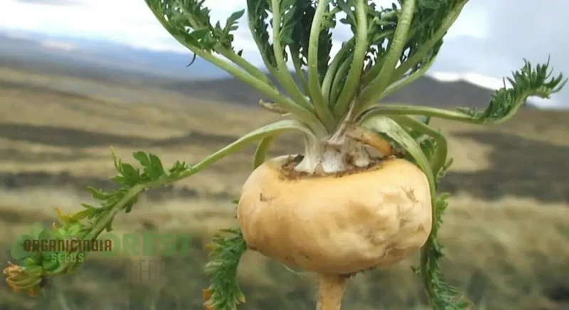 Potent Peruvian Ginseng, Cultivate Vitality with Black Maca Herb Seeds for Planting