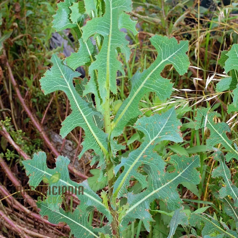 Wild Lettuce Herb Seeds For Planting, Lactuca Virosa