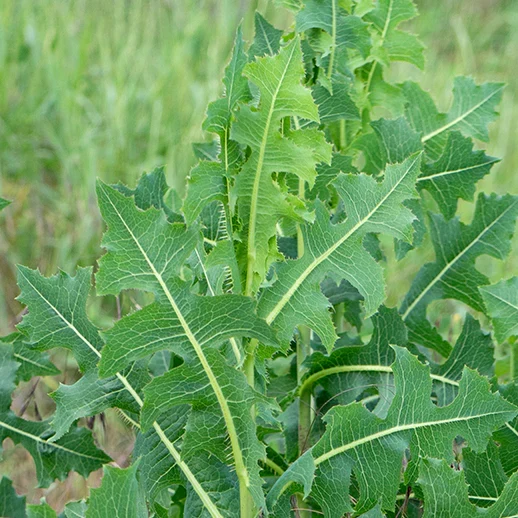 Wild Lettuce Herb Seeds For Planting, Lactuca Virosa