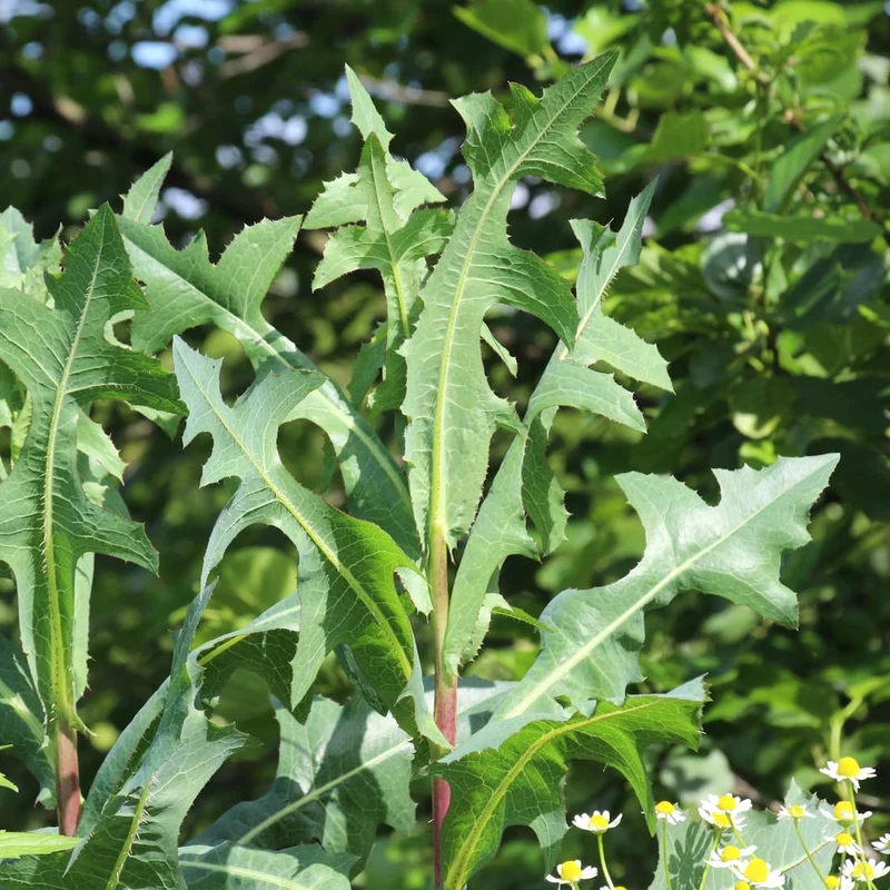Wild Lettuce Herb Seeds For Planting, Lactuca Virosa