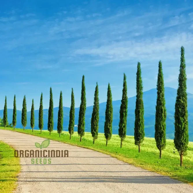 Italian Cypress Narrow Columnar Tree Seeds, Cupressus Sempervirens Stricta Seeds