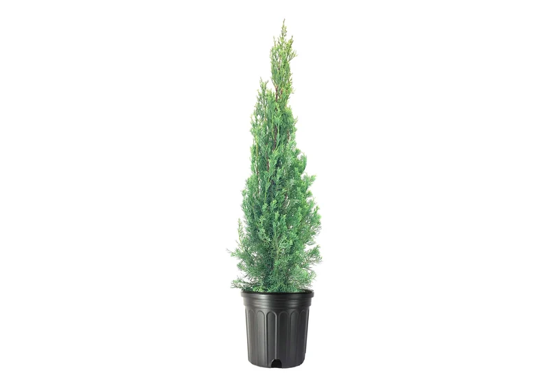 Italian Cypress Narrow Columnar Tree Seeds, Cupressus Sempervirens Stricta Seeds