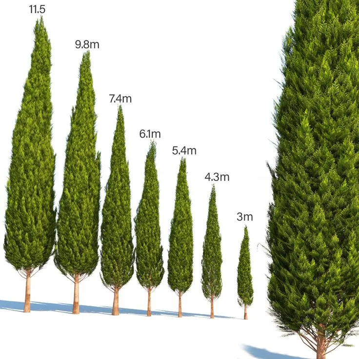 Italian Cypress Narrow Columnar Tree Seeds, Cupressus Sempervirens Stricta Seeds