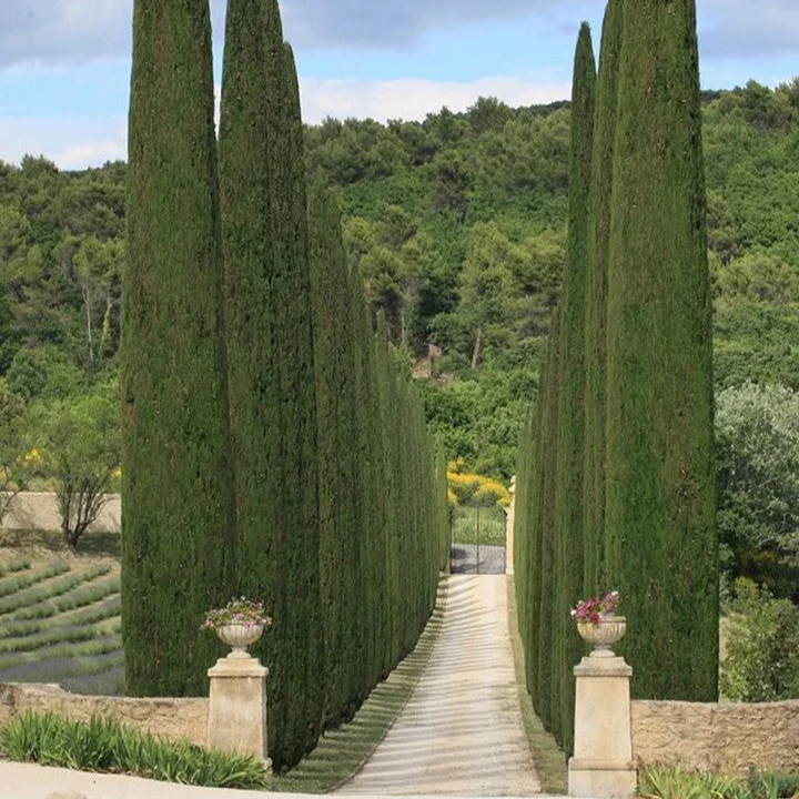 Italian Cypress Narrow Columnar Tree Seeds, Cupressus Sempervirens Stricta Seeds