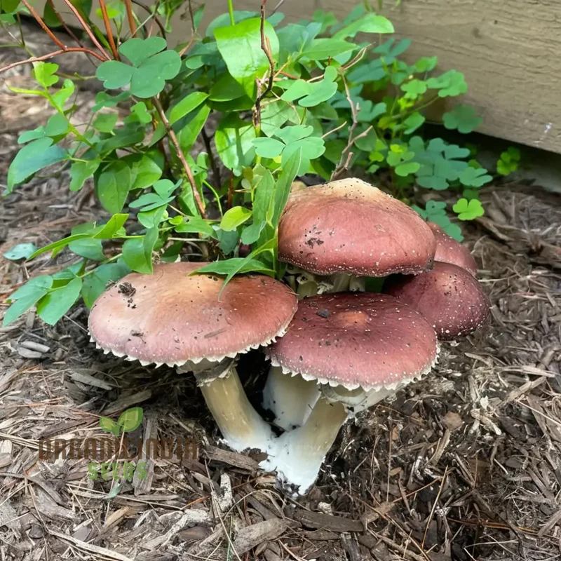 Mushroom Seeds, King Bolete Mycelium Spawn Dried Spores Kit for Planting