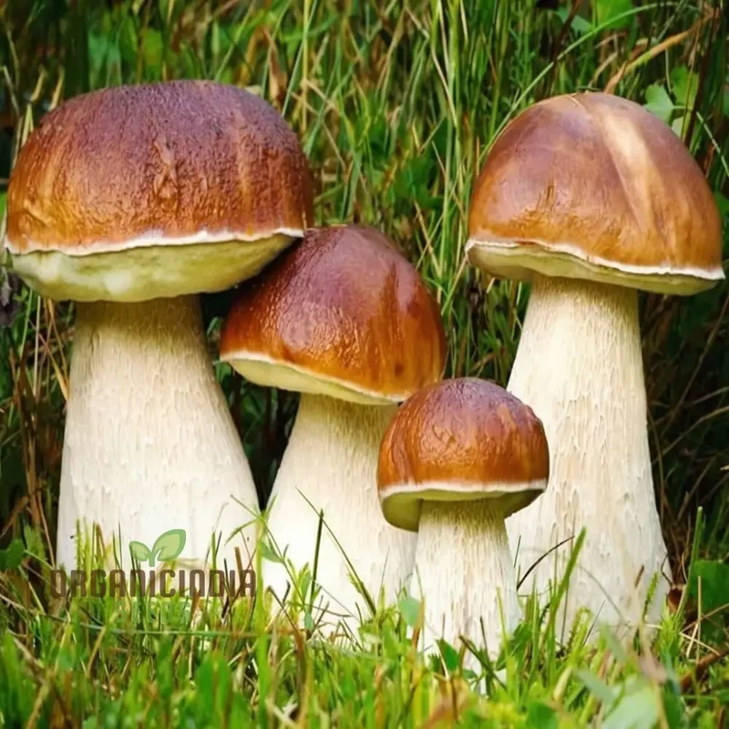 Mushroom Seeds, King Bolete Mycelium Spawn Dried Spores Kit for Planting