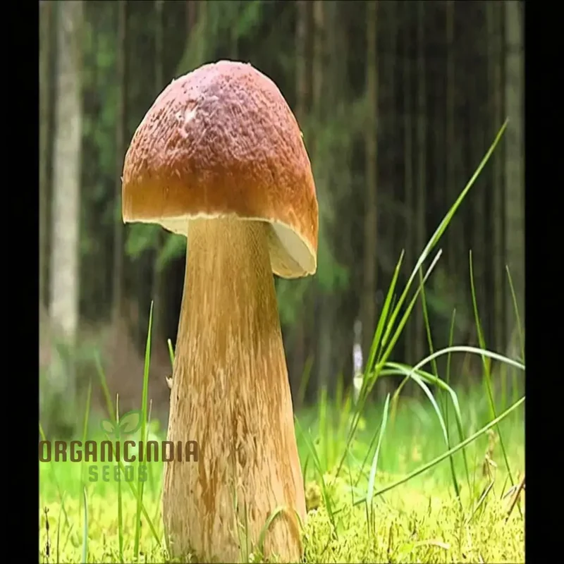 Mushroom Seeds, King Bolete Mycelium Spawn Dried Spores Kit for Planting
