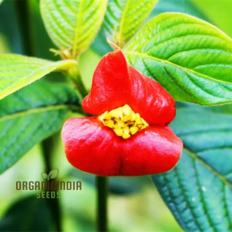 Rare Red Lips Seeds – Exotic Hot Lips Variety for Garden Planting