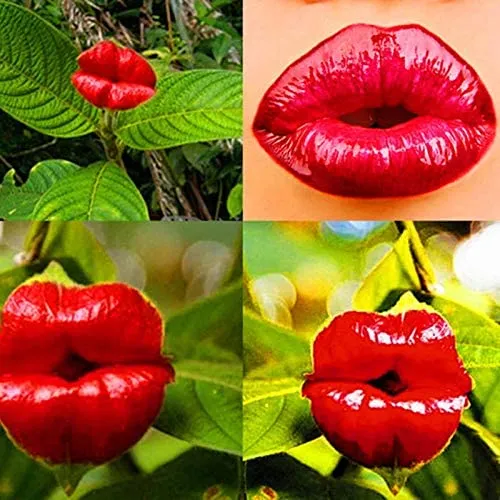 Rare Red Lips Seeds – Exotic Hot Lips Variety for Garden Planting