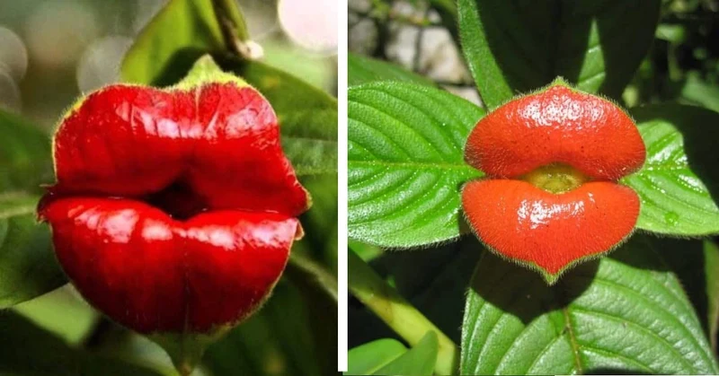 Rare Red Lips Seeds – Exotic Hot Lips Variety for Garden Planting