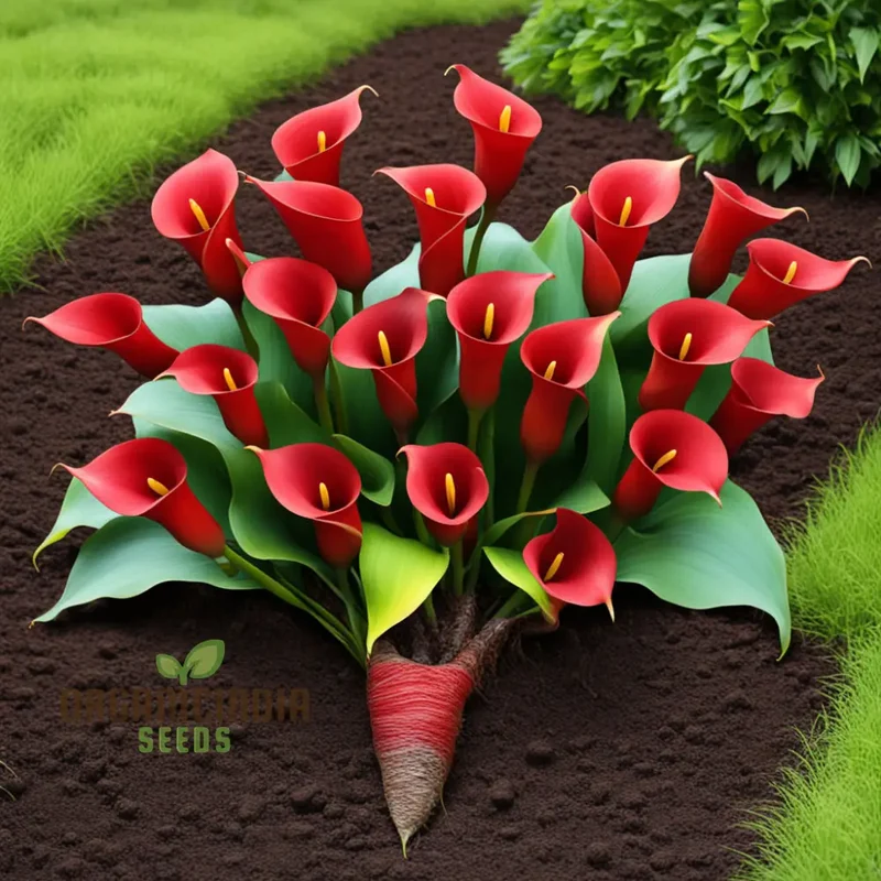 Red Calla Lily Zantedeschia Flower Seeds, Richly Hued Blooms for Elegant Garden