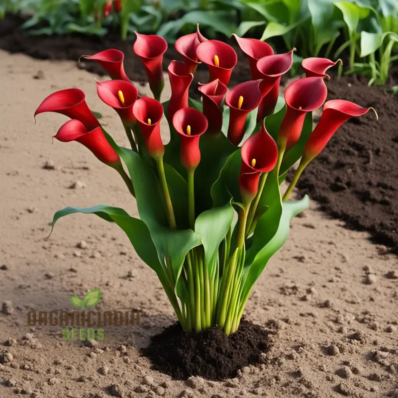 Red Calla Lily Zantedeschia Flower Seeds, Richly Hued Blooms for Elegant Garden