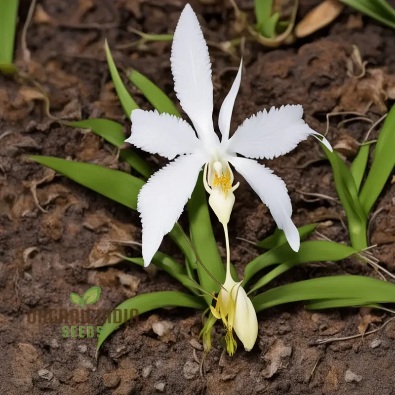 White Egret Orchid Seeds – Habenaria Radiata for Elegant Garden Blooms