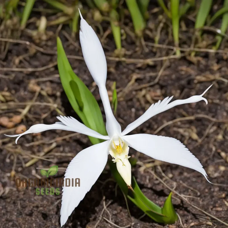 White Egret Orchid Seeds – Habenaria Radiata for Elegant Garden Blooms