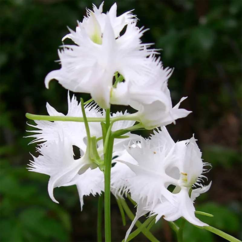 White Egret Orchid Seeds – Habenaria Radiata for Elegant Garden Blooms