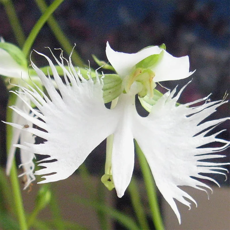 White Egret Orchid Seeds – Habenaria Radiata for Elegant Garden Blooms