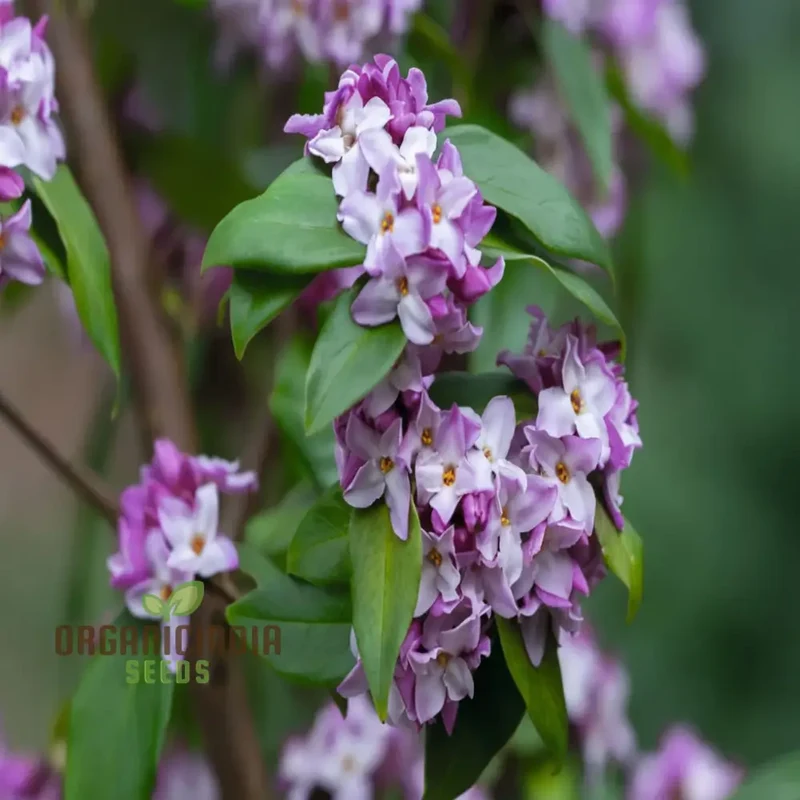 Unique Daphne Flower Seeds, Fragrant Perennial Shrub Seeds for Garden Planting