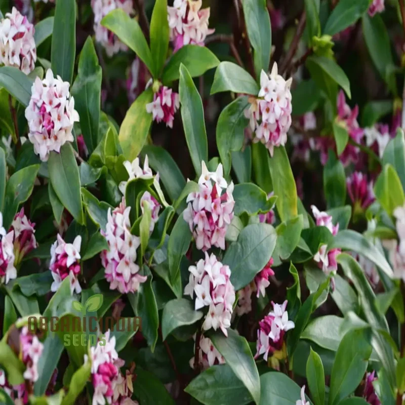 Unique Daphne Flower Seeds, Fragrant Perennial Shrub Seeds for Garden Planting