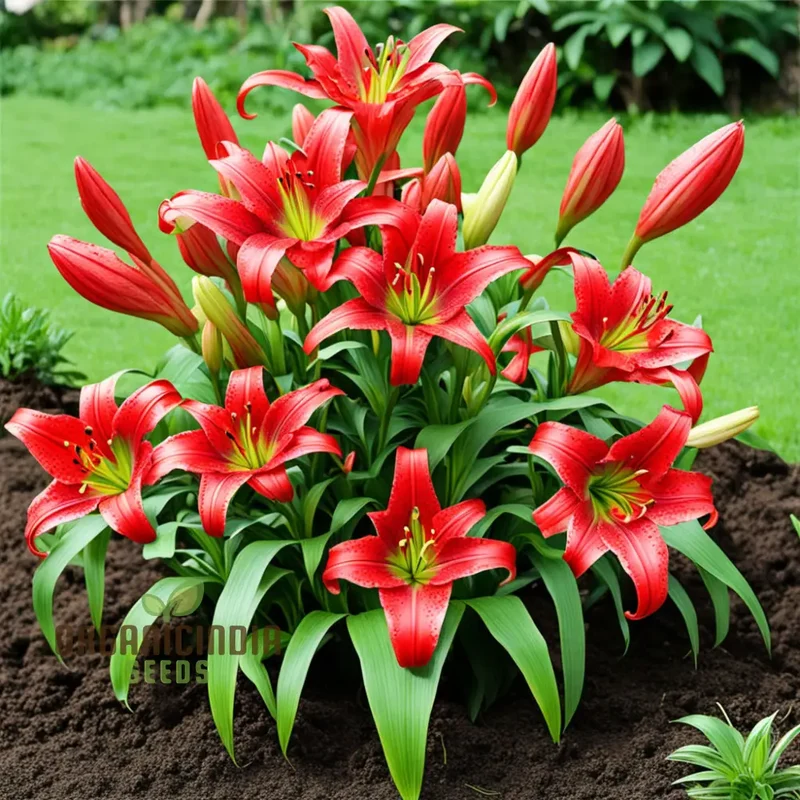 Stunning Red Lily Flower seeds, Fragrant Flowers Planting Bulb for Home Gardening