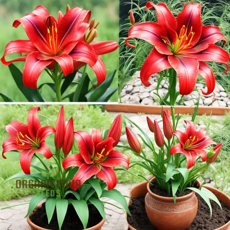 Stunning Red Lily Flower seeds, Fragrant Flowers Planting Bulb for Home Gardening