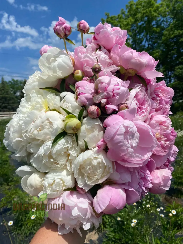 Peony Flower Plant Bulbs, Fragrant Mix Colors Pink & White Double Flowering Blooms in Spring Gardens (Pack of 3 Bulbs for Planting)