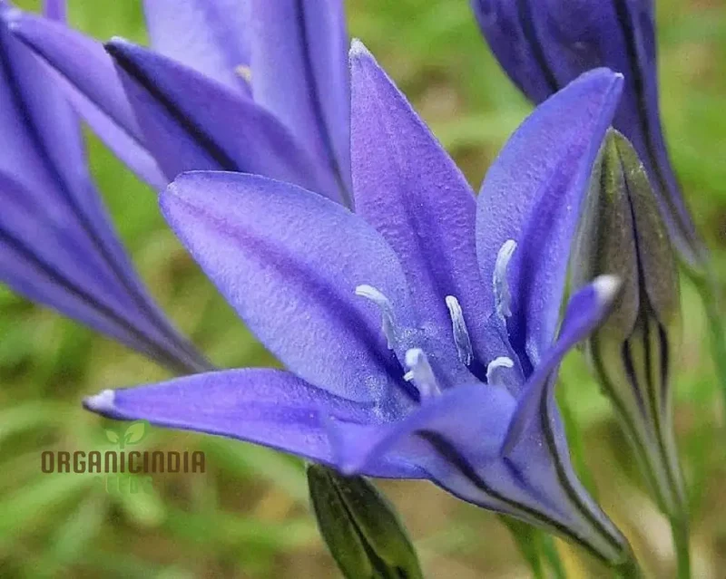 Fabiola Violet Blue Flower Bulbs Triteleia Queen Spring Starflower Corms for Your Perennial Summer Garden(pack of 3 Bulbs)