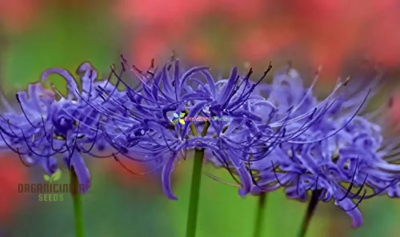 Fabiola Violet Blue Flower Bulbs Triteleia Queen Spring Starflower Corms for Your Perennial Summer Garden(pack of 3 Bulbs)