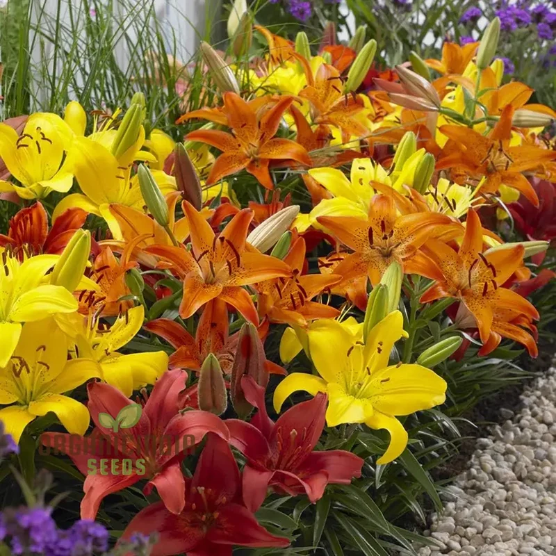 Flame Colored Mixed Carpet Lily Bulbs(Pack of 3 Bulbs for planting)