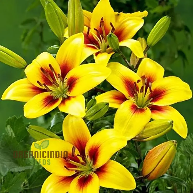 Secret Garden Treasures Lily Bulbs for a Symphony of Colors(Pack of 3 for planting)