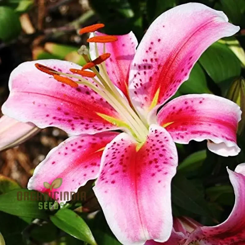 Secret Garden Treasures Lily Bulbs for a Symphony of Colors(Pack of 3 for planting)