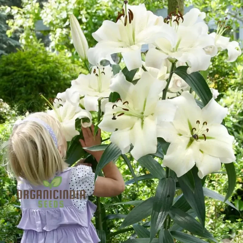 Secret Garden Treasures Lily Bulbs for a Symphony of Colors(Pack of 3 for planting)