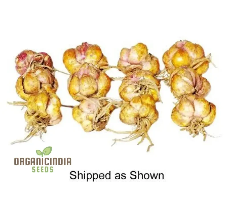 Secret Garden Treasures Lily Bulbs for a Symphony of Colors(Pack of 3 for planting)