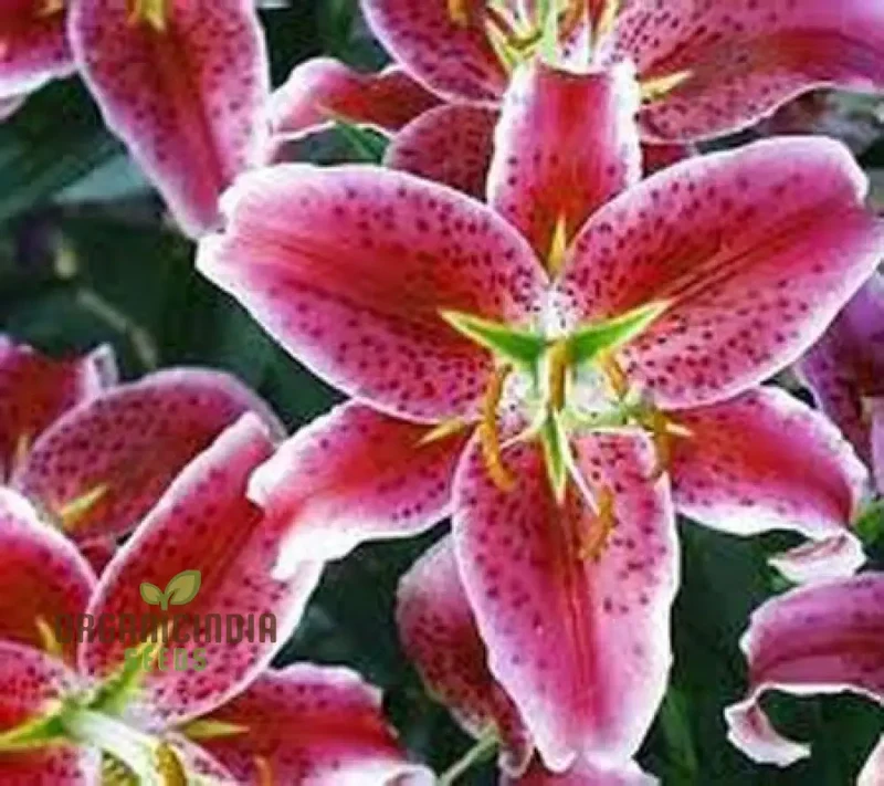 Secret Garden Treasures Lily Bulbs for a Symphony of Colors(Pack of 3 for planting)