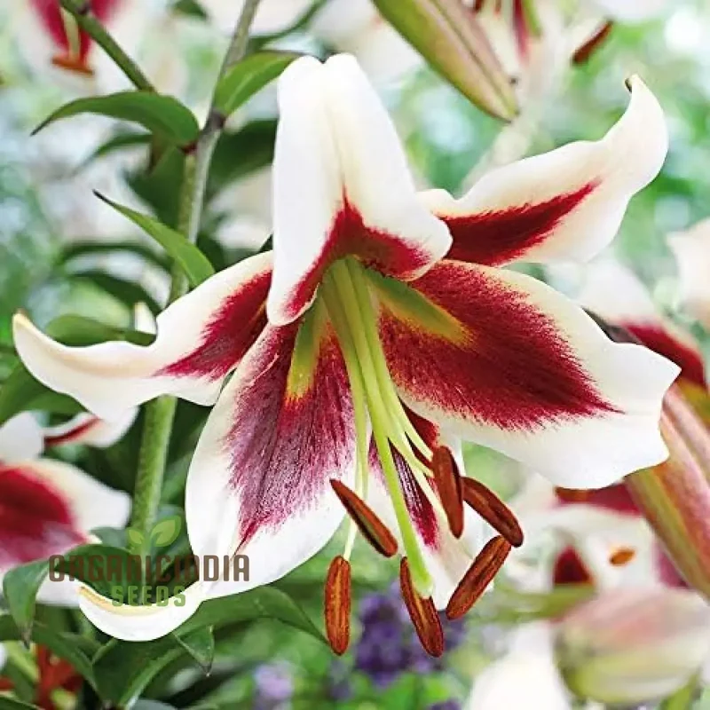 Secret Garden Treasures Lily Bulbs for a Symphony of Colors(Pack of 3 for planting)