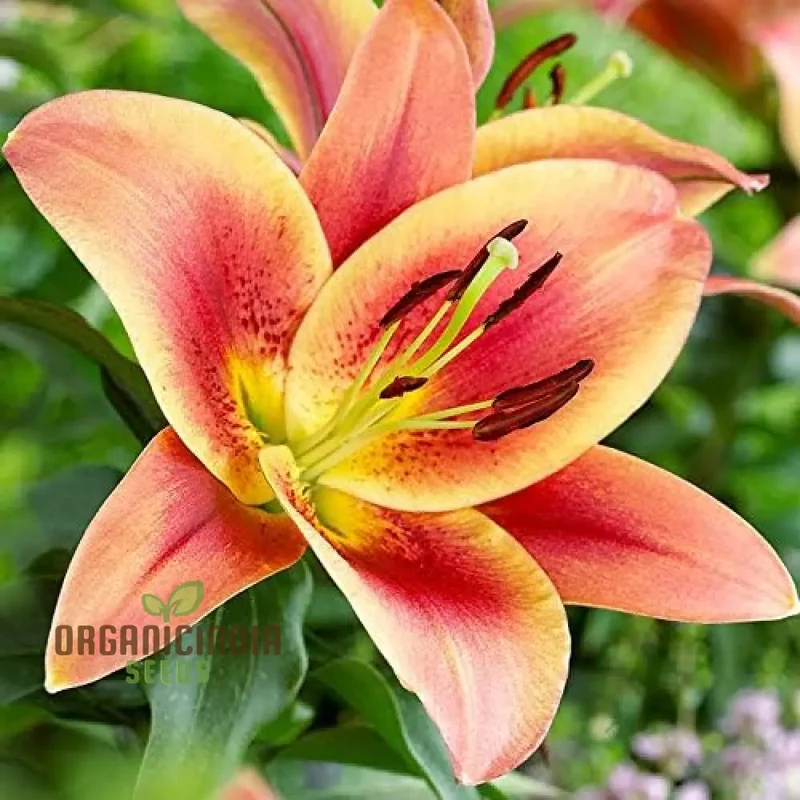 Secret Garden Treasures Lily Bulbs for a Symphony of Colors(Pack of 3 for planting)