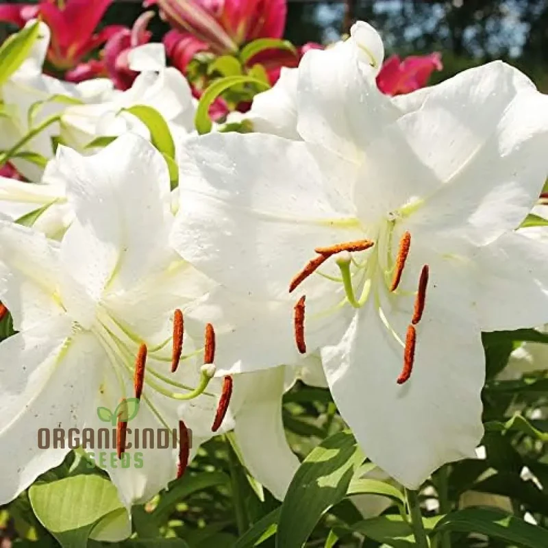 Secret Garden Treasures Lily Bulbs for a Symphony of Colors(Pack of 3 for planting)