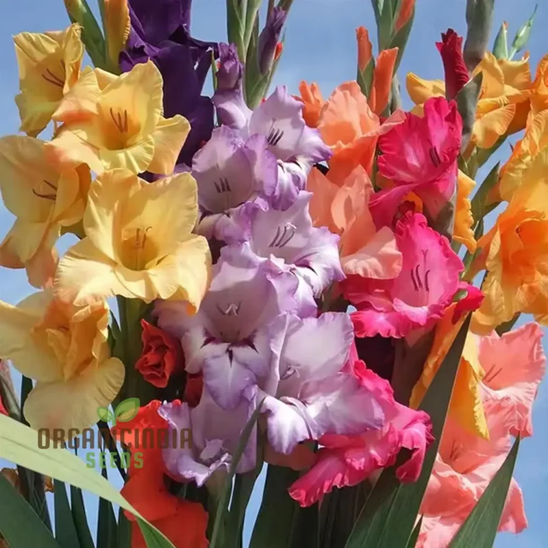 Blooming Beauty Gladiolus Flower Bulbs for Gardening and Planting (3 Bulbs For Planting)