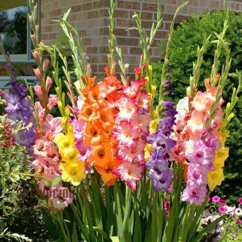Blooming Beauty Gladiolus Flower Bulbs for Gardening and Planting (3 Bulbs For Planting)