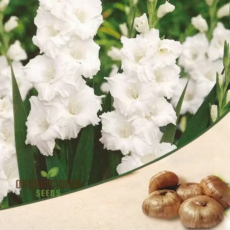 Blooming Beauty Gladiolus Flower Bulbs for Gardening and Planting (3 Bulbs For Planting)