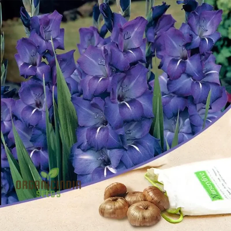 Blooming Beauty Gladiolus Flower Bulbs for Gardening and Planting (3 Bulbs For Planting)