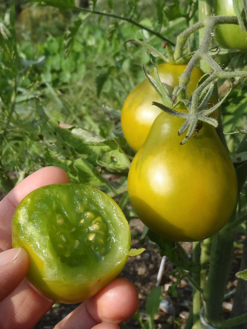 Tomate ‘Cherokee Green Pear’ ( Solanum lycopersicum )