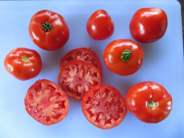 Tomate ‘Carlton’ ( Solanum lycopersicum )