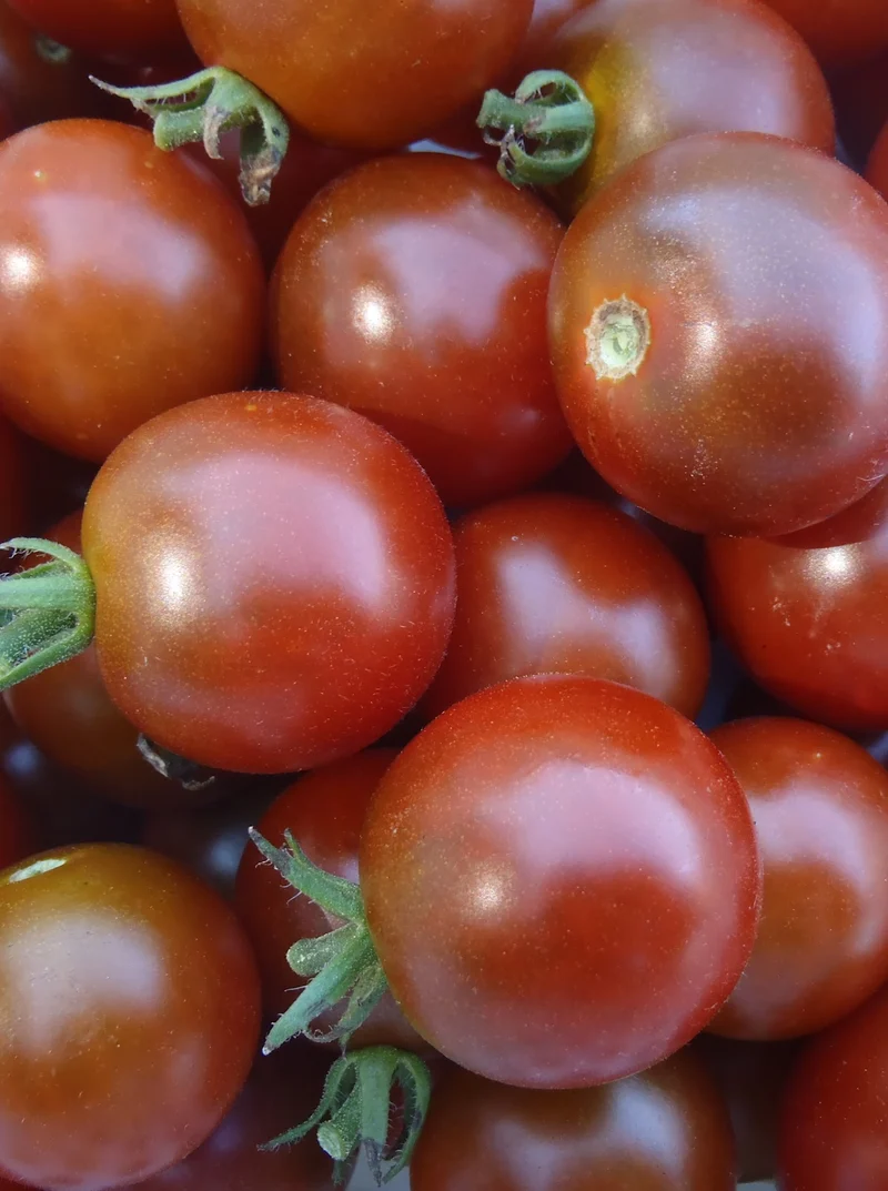 Tomate ‘Chocolat Brown Berry’ ( Solanum lycopersicum )