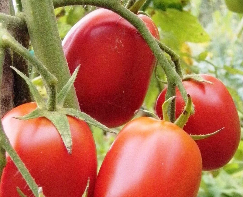 Tomate ‘Debarao’ ( Solanum lycopersicum )