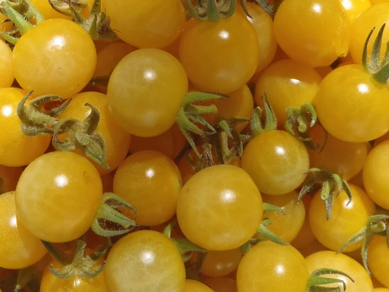 Tomate cerise jaune ‘Coyote’ ( Solanum pimpinellifolium )