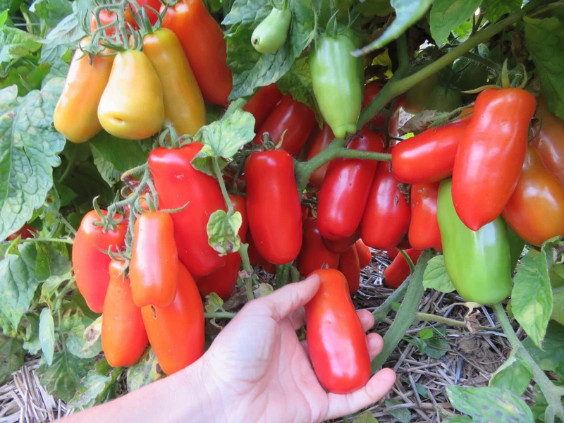 Tomate ‘Drova’ ( Solanum lycopersicum )